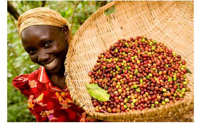 fair-trade-coffee-uganda-27