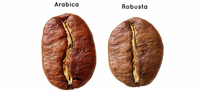 Robusta-and-Arabica-bean