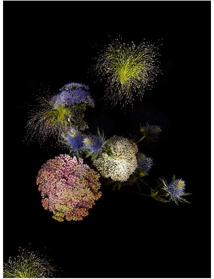 flowerworks-series-karya-sarah-illenberger